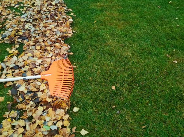 Fall Lawn Care